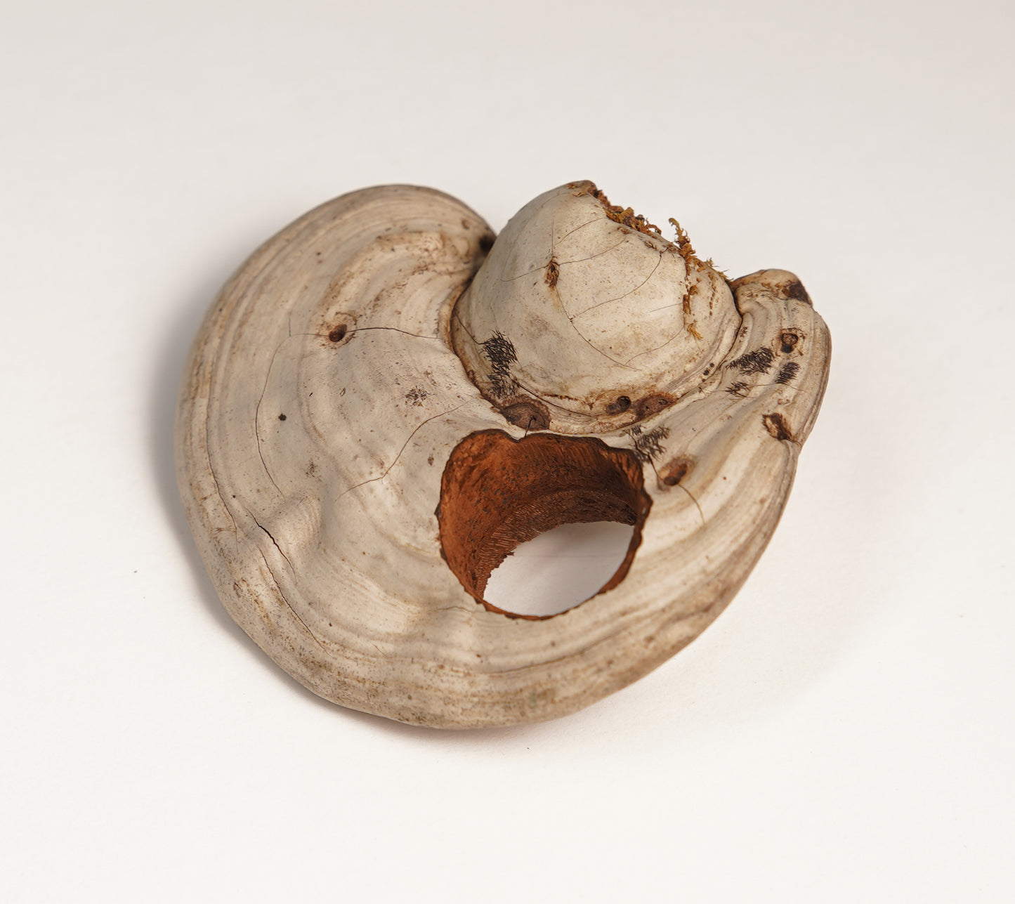 Ring No. 100
