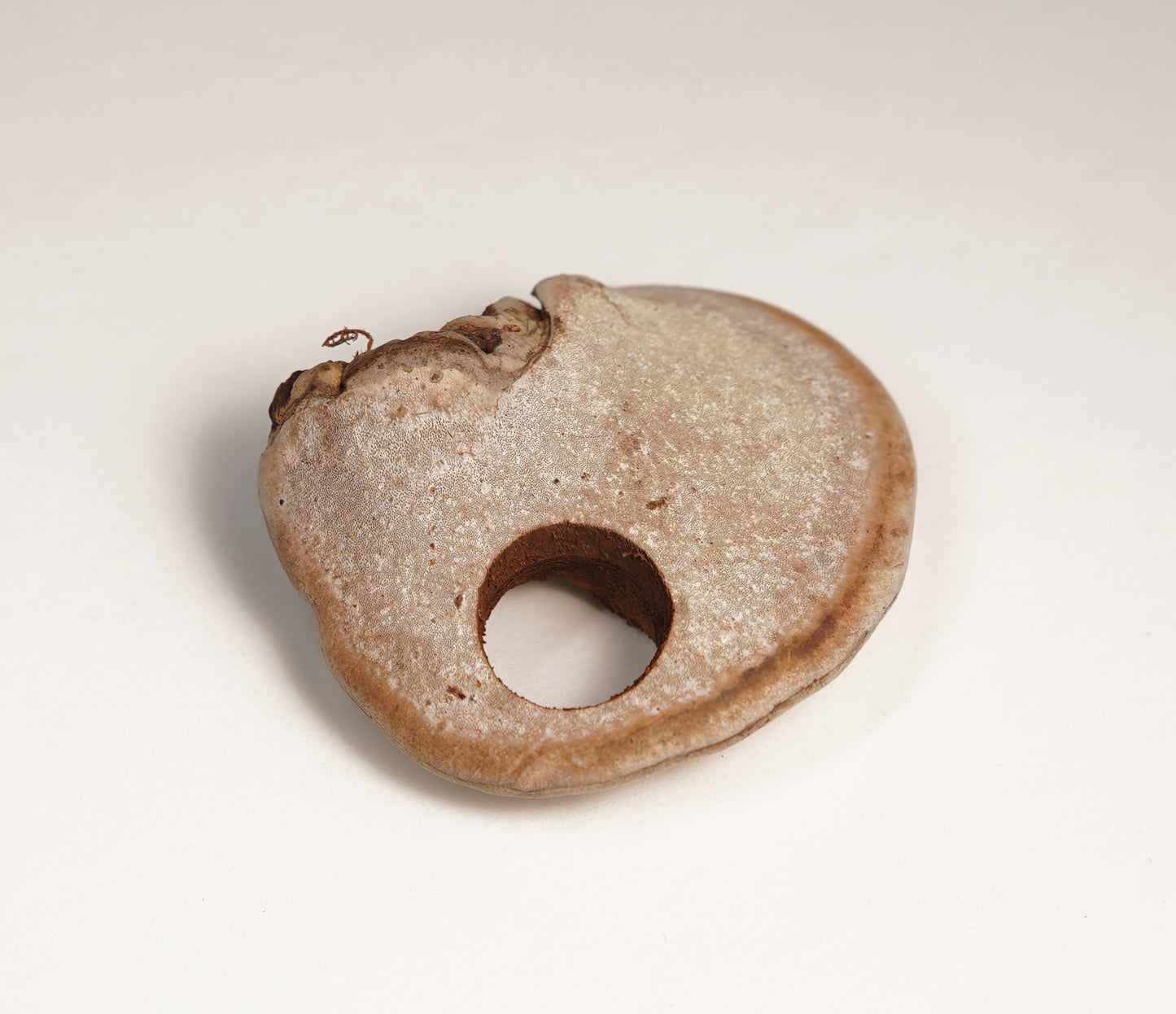 Ring No. 100