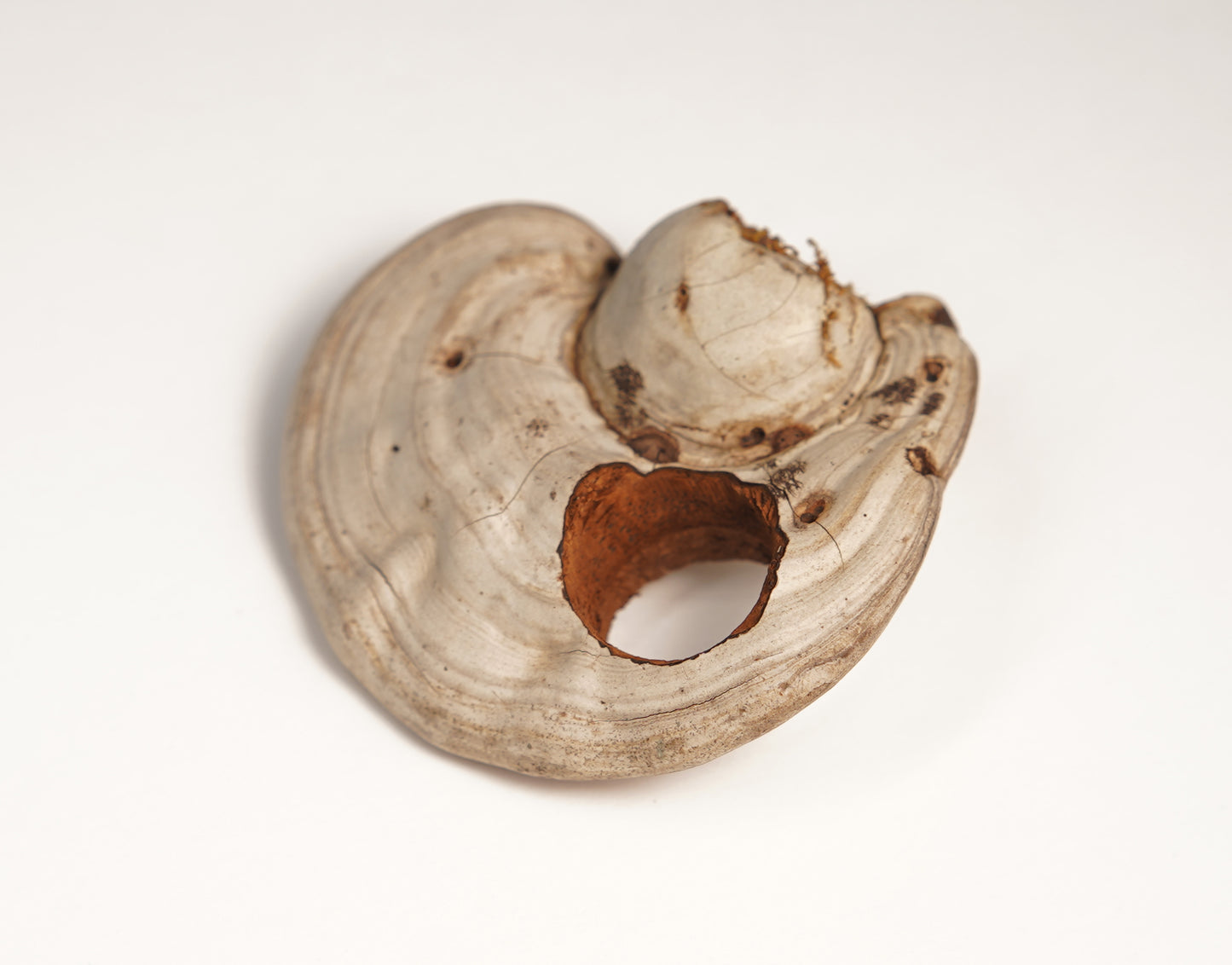 Ring No. 100